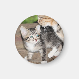 Kitten Magnet