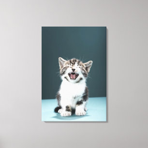 Kitten meowing canvas print