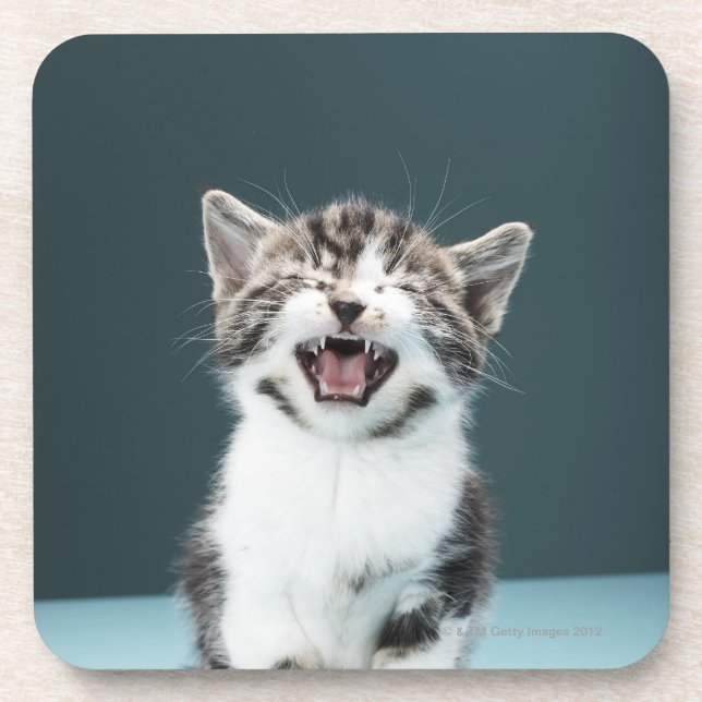 Kitten meowing coaster (Front)