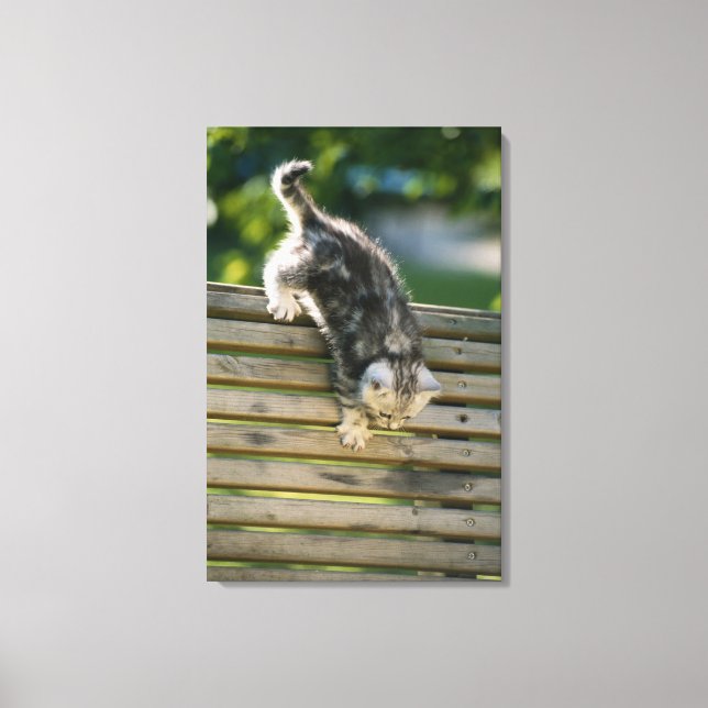 Kitten moving down on bench canvas print (Front)