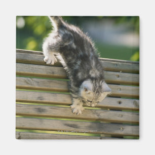 Kitten moving down on bench magnet