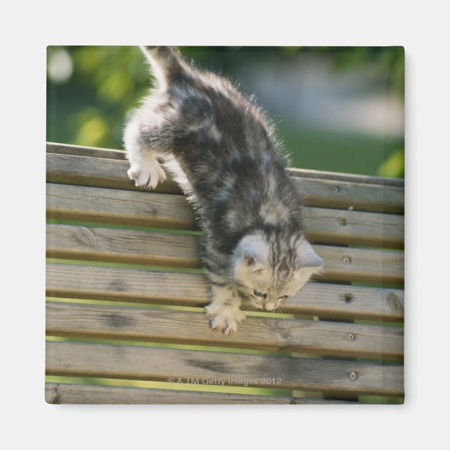 Kitten moving down on bench magnet (Front)
