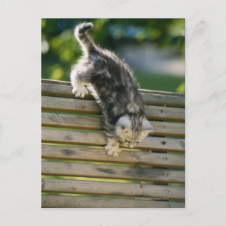 Kitten moving down on bench postcard