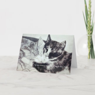 KITTEN NAP Greeting Card