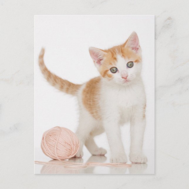 Kitten Next To Ball Of String Postcard (Front)