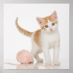 Kitten Next To Ball Of String Poster