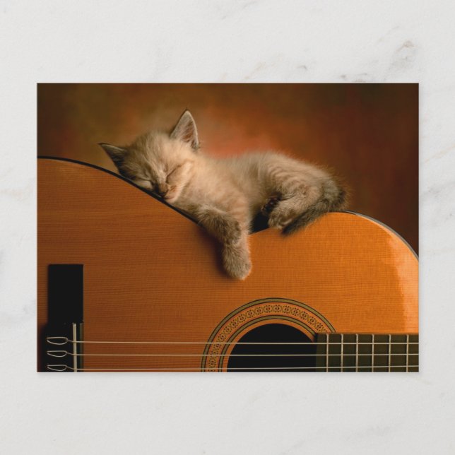 kitten-on-guitar postcard (Front)