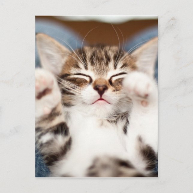 Kitten On My Lap Postcard (Front)