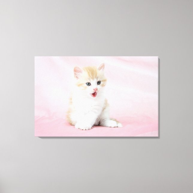 Kitten on Pink Background Canvas Print (Front)
