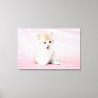 Kitten on Pink Background Canvas Print
