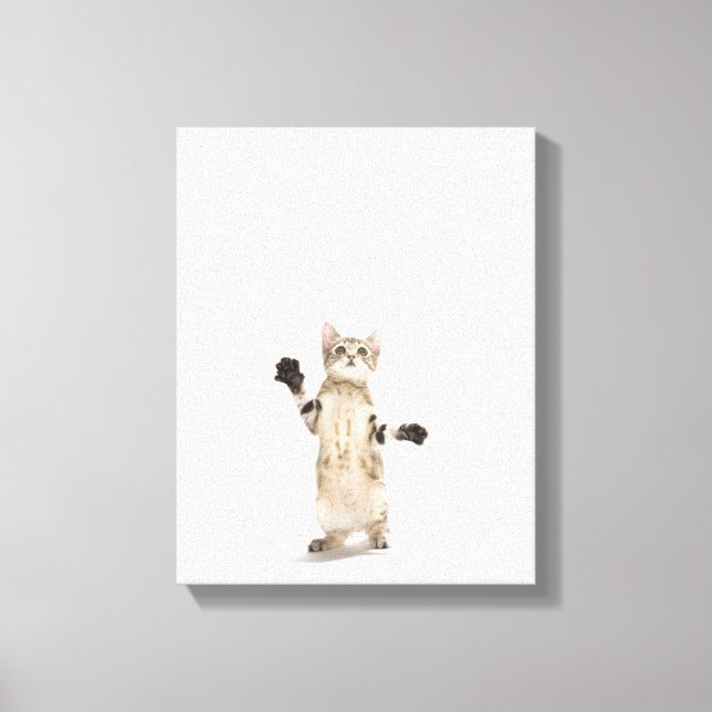 Kitten on White Background Canvas Print (Front)