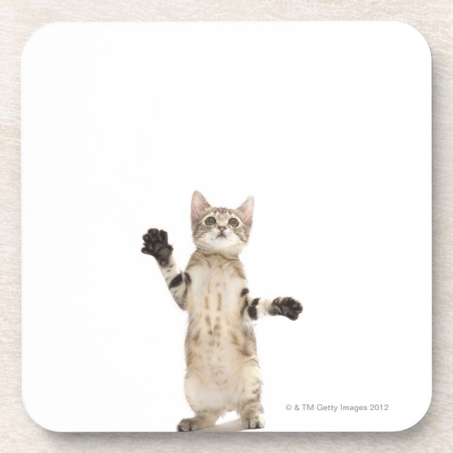 Kitten on white background coaster (Front)