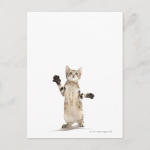 Kitten on White Background Postcard