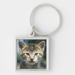 Kitten outdoors key ring