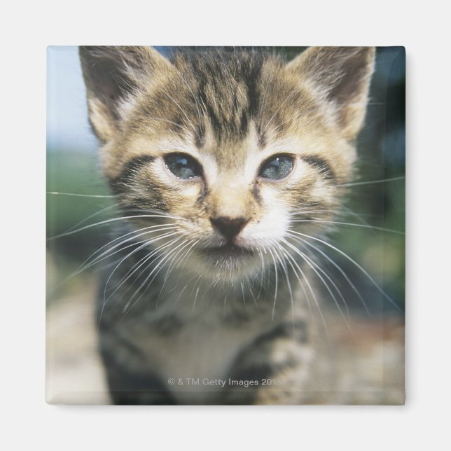 Kitten outdoors magnet (Front)