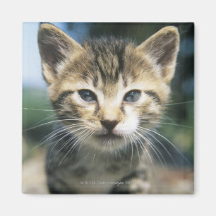 Kitten outdoors magnet