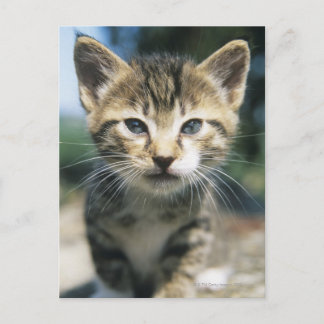 Kitten outdoors postcard
