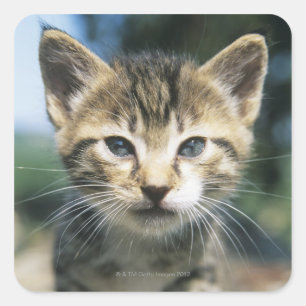 Kitten outdoors square sticker