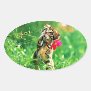 Kitten Oval Shape Stickers