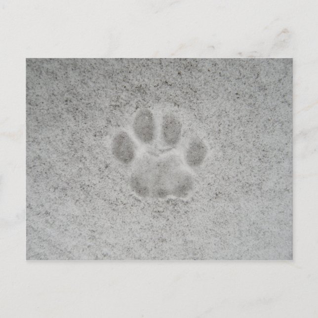 Kitten paw print in snow Postcard (Front)