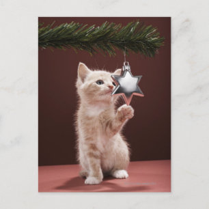 Kitten pawing Christmas decoration on tree Holiday Postcard
