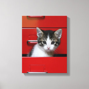 Kitten Peeking Canvas Print