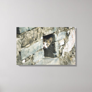 Kitten Peeking out of Wall, Yangshuo, Guangxi Canvas Print
