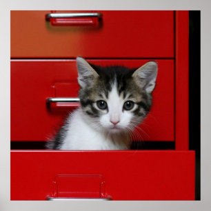 Kitten Peeking Poster
