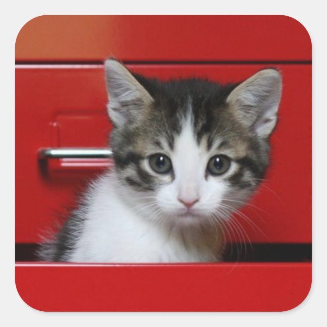 Kitten Peeking Square Sticker (Front)