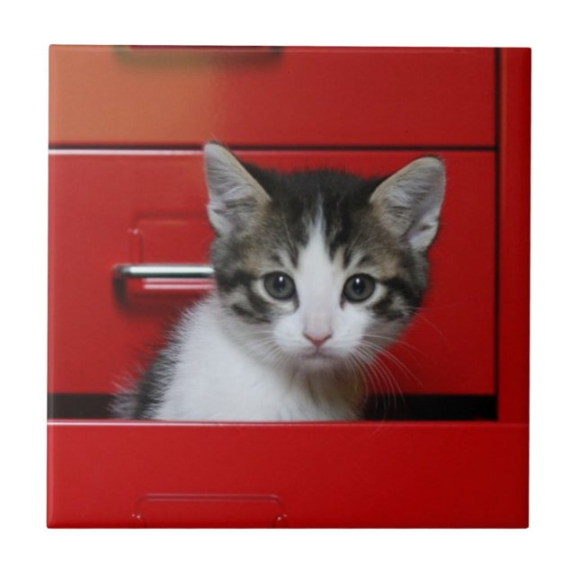 Kitten Peeking Tile (Front)