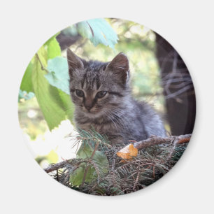 Kitten Photo Baby Cat Round Magnet