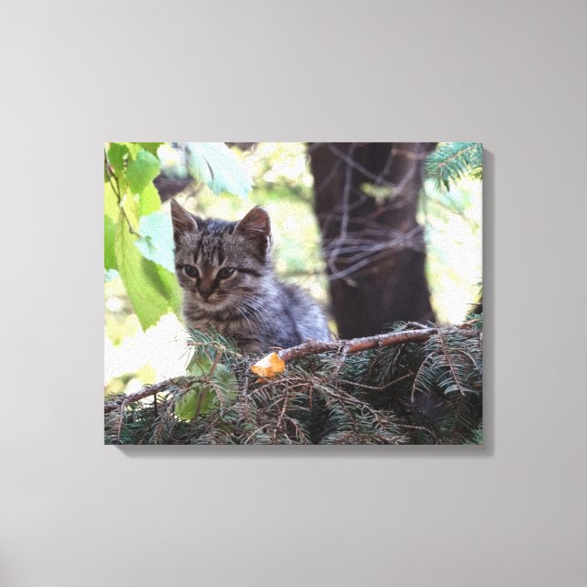 Kitten Photo Baby Cat Single Print (Front)