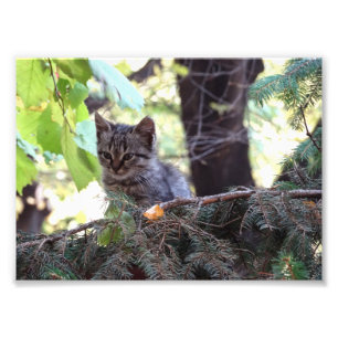 Kitten Photo  Kodak Professional Photo Print