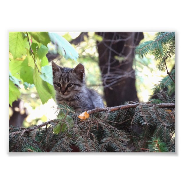 Kitten Photo  Kodak Professional Photo Print (Front)