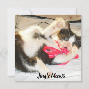 Kitten Photo Text Jingle Meows, Customise, Holiday Card