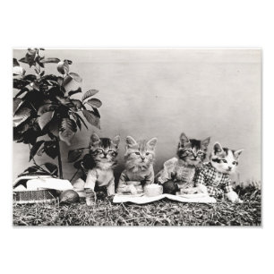 Kitten Picnic Photo Print