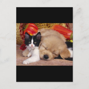 Kitten Pillow Postcard