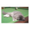 Kitten Playing Pool