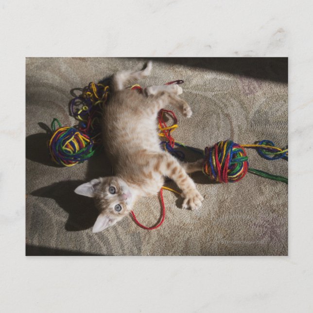 Kitten Playing With Yarn Postcard (Front)