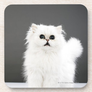 Kitten Portrait Coaster
