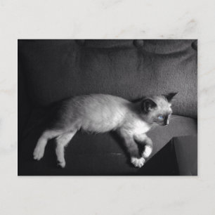 Kitten post card