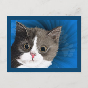 kitten post card
