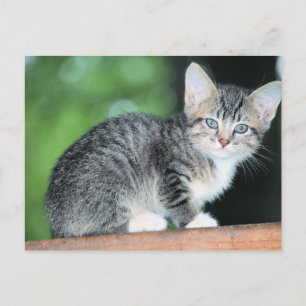 Kitten Postcard