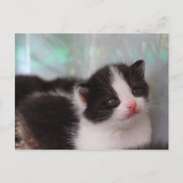Kitten postcard (Front)