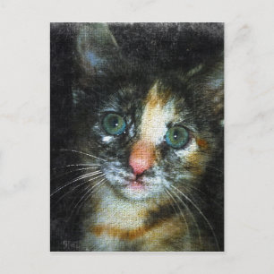 Kitten Postcard