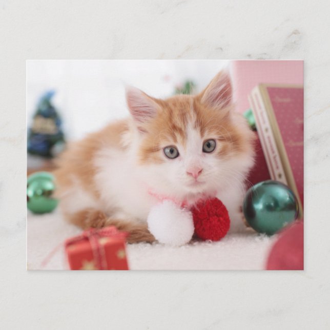 Kitten Postcard (Front)