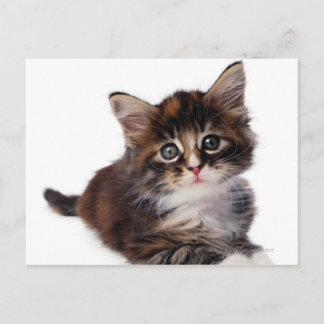 Kitten Postcard