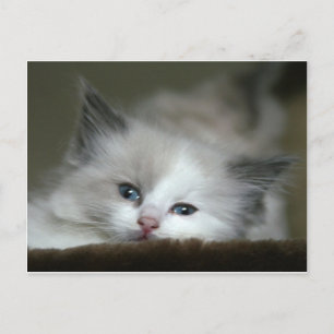 Kitten Postcard
