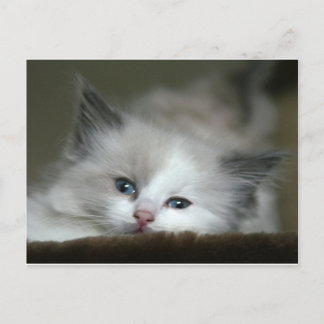 Kitten Postcard