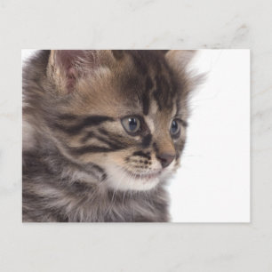 kitten postcard